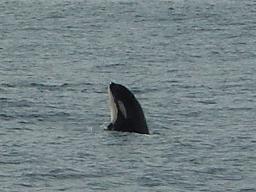 Free Willy