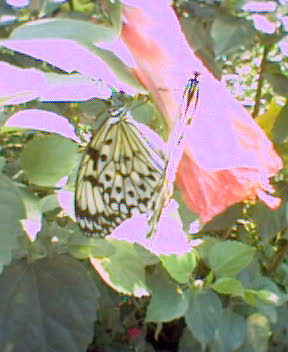 Papillons