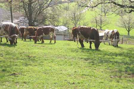 Unsere Texas Longhorn Herde