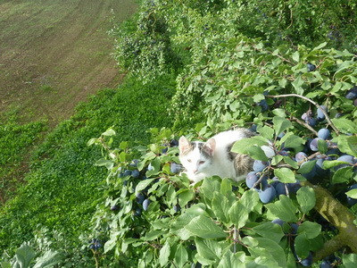 D`Ussicht muess genial si uf em Zwetschgenbaum