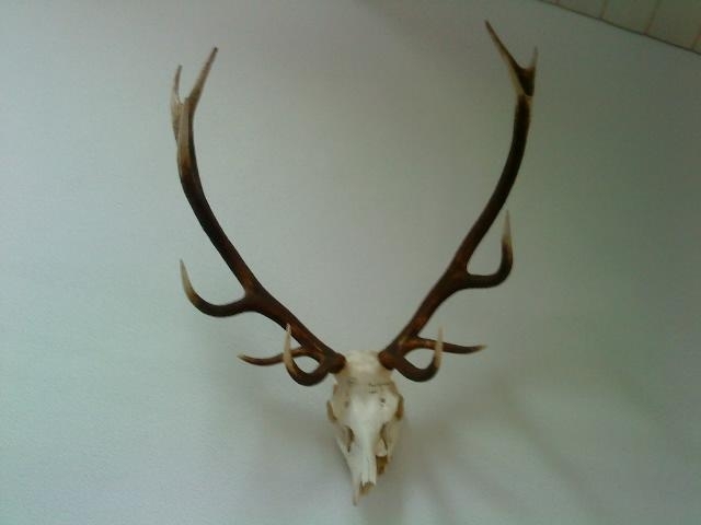 Our new pet!