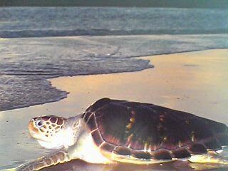 Projeto tamar (praia do forte)