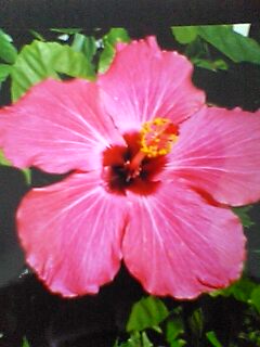 Hibiscus blüete