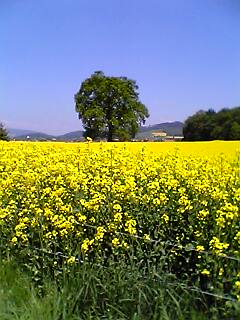 Worb (nöikorea-göissiwil) ;-)