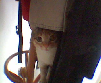 Katzen hüten