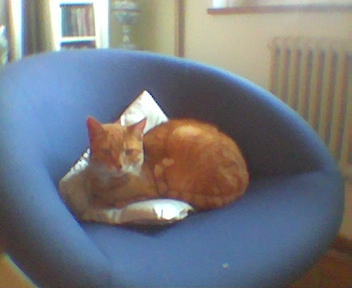 Katzen hüten 2