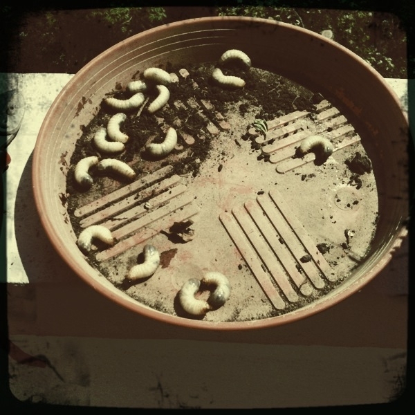 OsterkrÃ¤cker vom Balkon